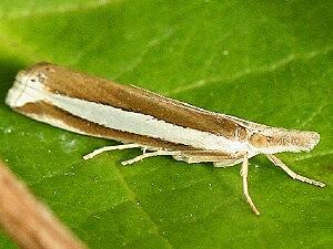 Crambus unistriatellus