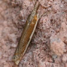 Crambus quinquareatus