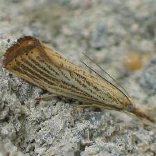 Agriphila plumbifimbriellus