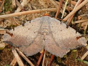 Macaria bicolorata