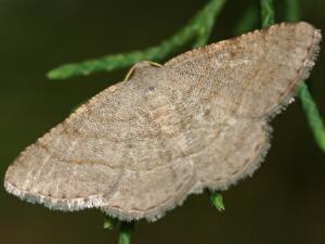 Digrammia ordinata