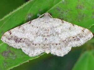 Digrammia ocellinata