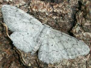 Idaea tacturata