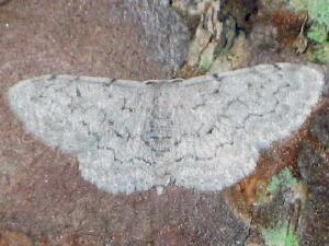 Idaea tacturata