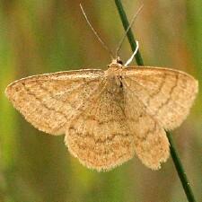 Scopula luteolata