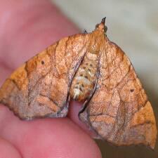 Eulithis gracilineata