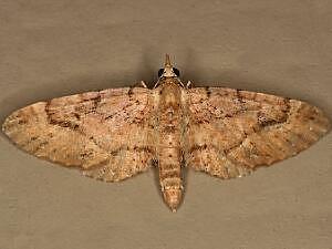 Eupithecia unicolor