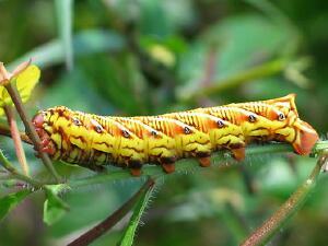 Eumorpha fasciatus