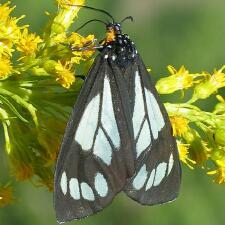 Gnophaela vermiculata