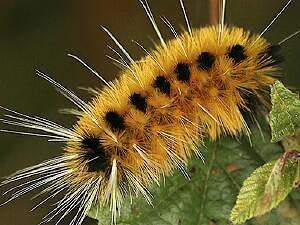 Lophocampa maculata