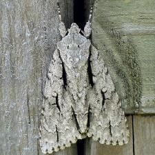 Acronicta lobeliae