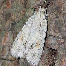 Acronicta ovata