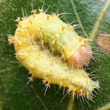 Acronicta afflicta