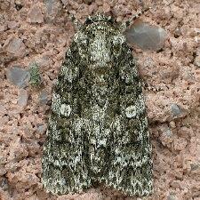 Acronicta afflicta