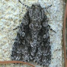 Acronicta afflicta