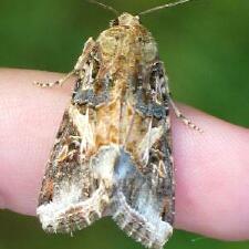 Spodoptera ornithogalli