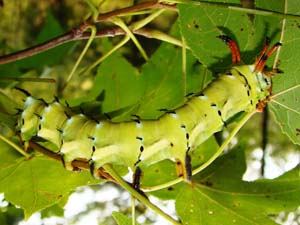 Citheronia regalis