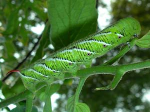 Manduca sexta