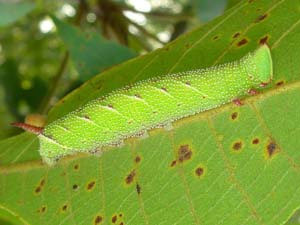 Amorpha juglandis