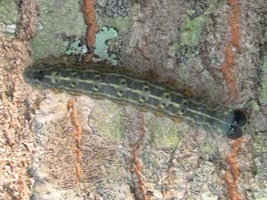 Acronicta lobeliae