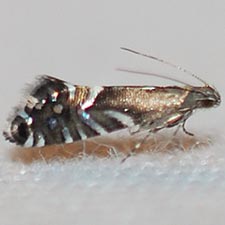 Glyphipterix saurodonta