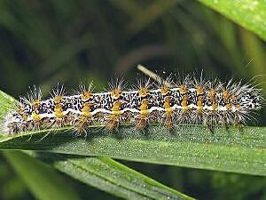 Acronicta insularis