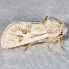 Comadia henrici