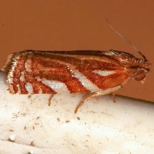 Choristoneura argentifasciata