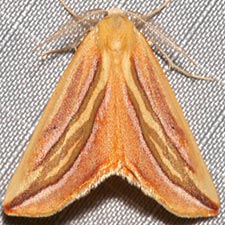 Melemaea magdalena