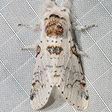 Furcula nivea