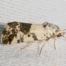 Tarache tenuicula