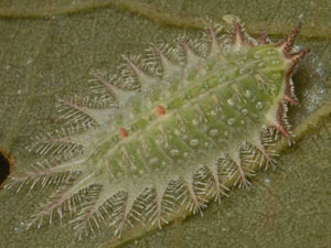 Isa textula