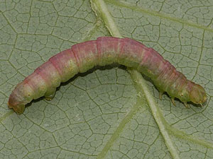 Melanolophia canadaria