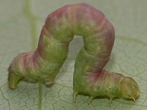 Melanolophia canadaria