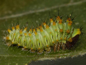 Antheraea polyphemus