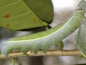 Pachylia ficus