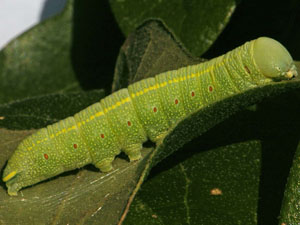 Nadata gibbosa