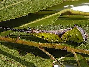 Americerura scitiscripta