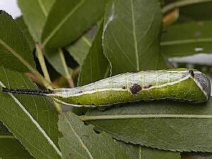 Americerura scitiscripta