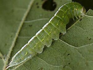 Misogada unicolor