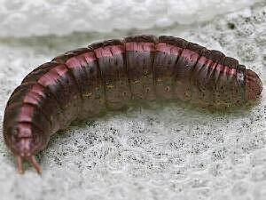 Misogada unicolor