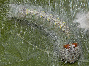 Acronicta lobeliae