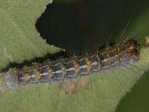 Acronicta lobeliae