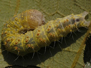 Acronicta increta