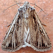 Euxoa atristrigata