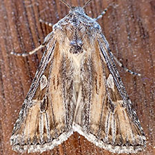 Euxoa pluralis