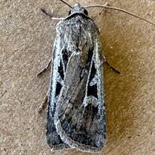 Euxoa idahoensis
