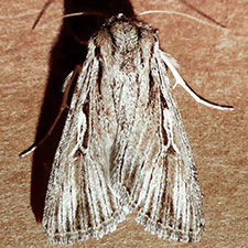Protogygia lagena