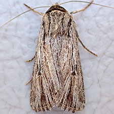 Protogygia lagena