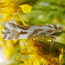 Ypsolopha angelicella